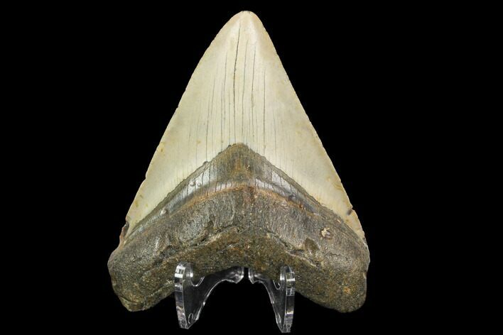 Fossil Megalodon Tooth - North Carolina #124642